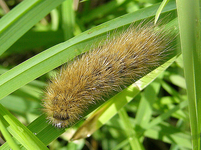 fuliginosa