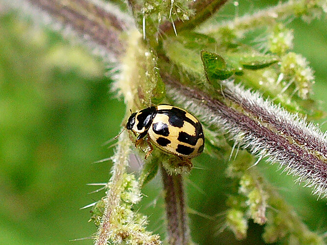 quatuordecimpunctata