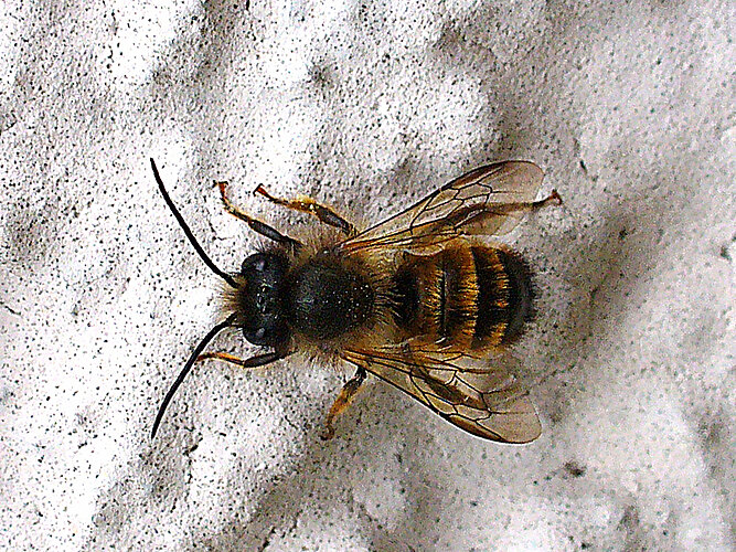 bicornis