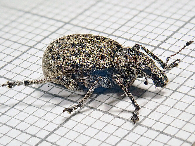 tessulatus