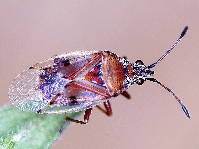 resedae