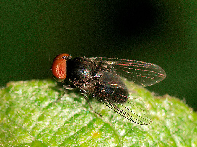 dorsalis