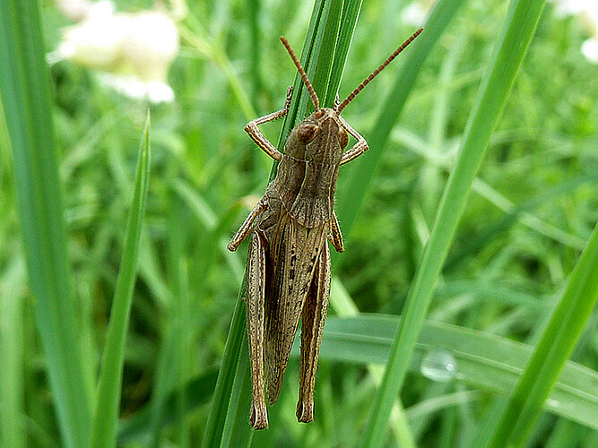 dorsatus