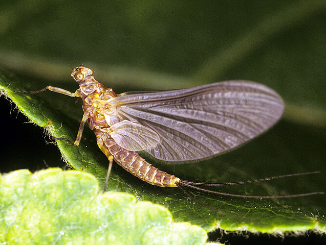 ignita