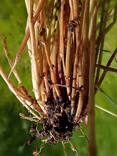 ovata