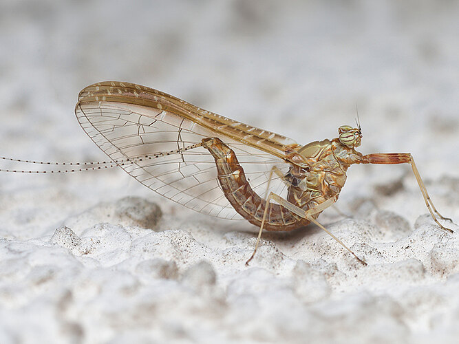 dipterum