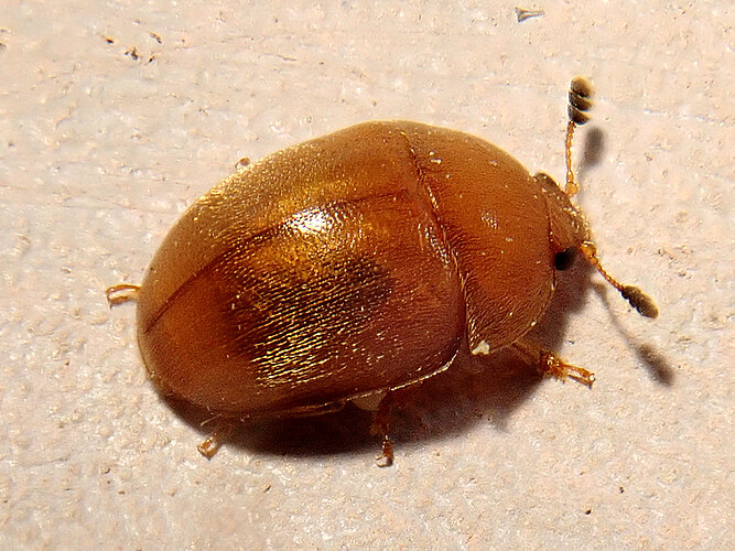luteus
