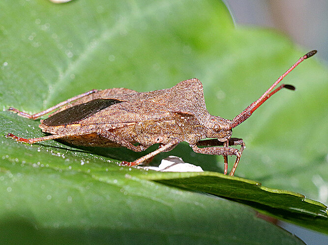 marginatus