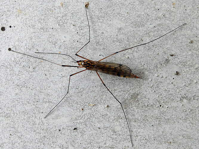 appendiculata