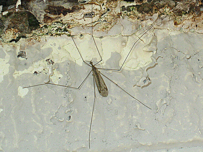 dumetorum