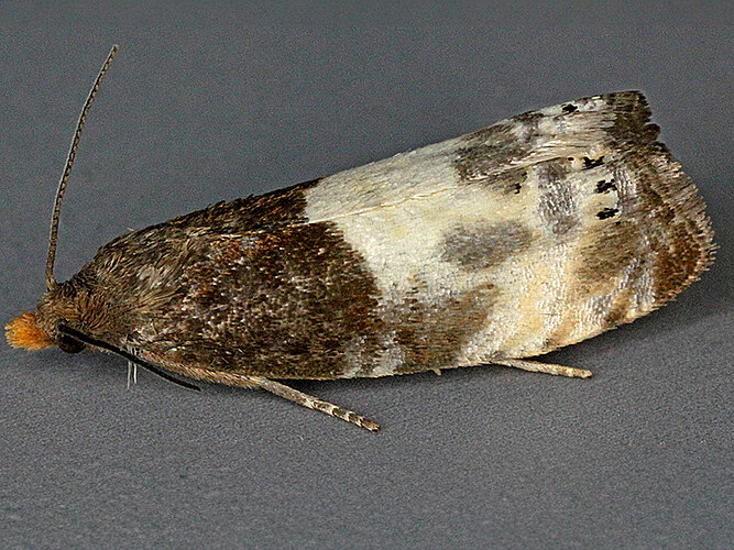 cynosbatella