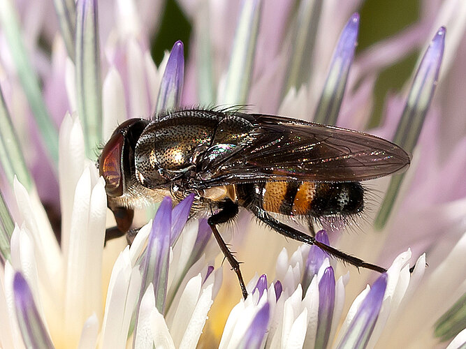 lunata