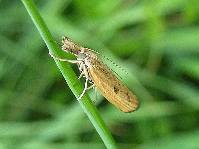 inquinatella
