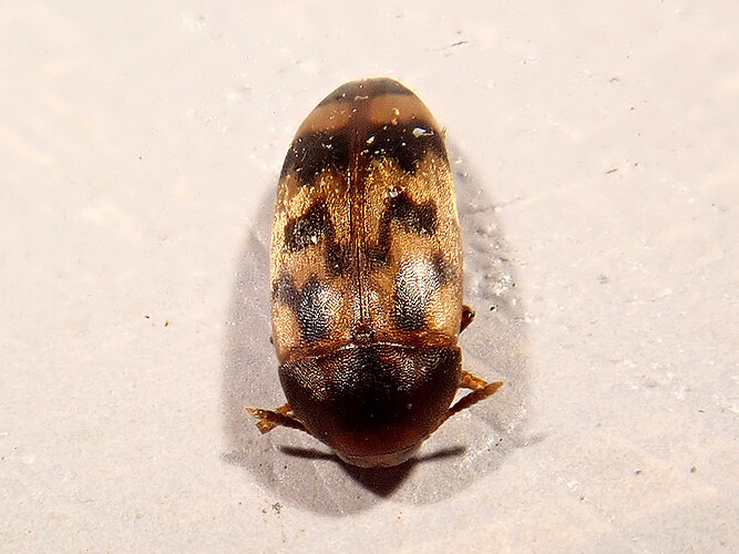 undulata