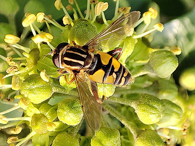 trivittatus