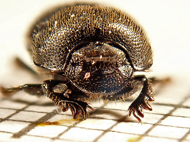 ovatus