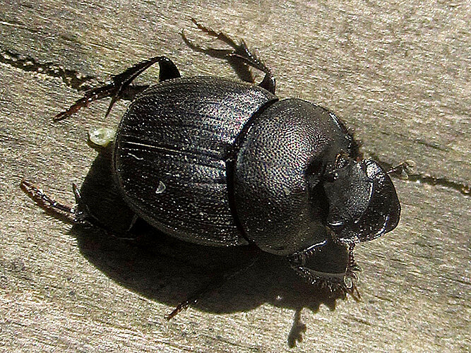 verticicornis