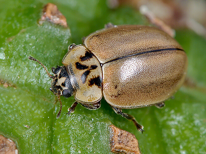 obliterata