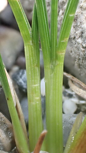 cespitosa var. littoralis