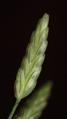 barrelieri
