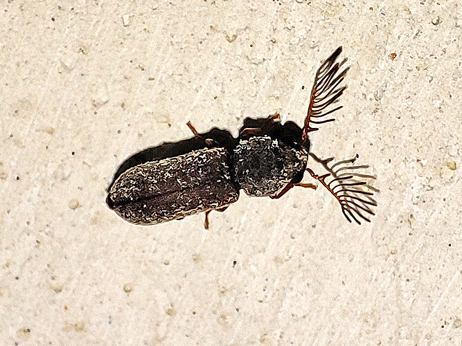 pectinicornis