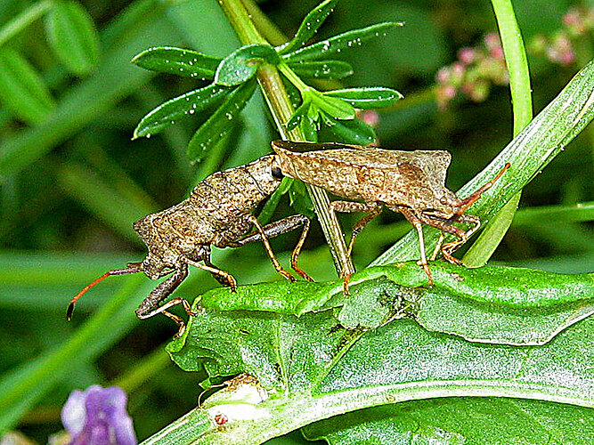 marginatus