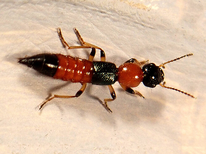 littoralis