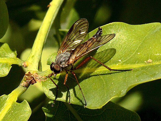 scolopaceus