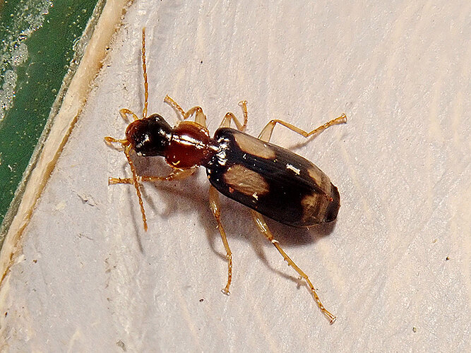 quadrimaculatus