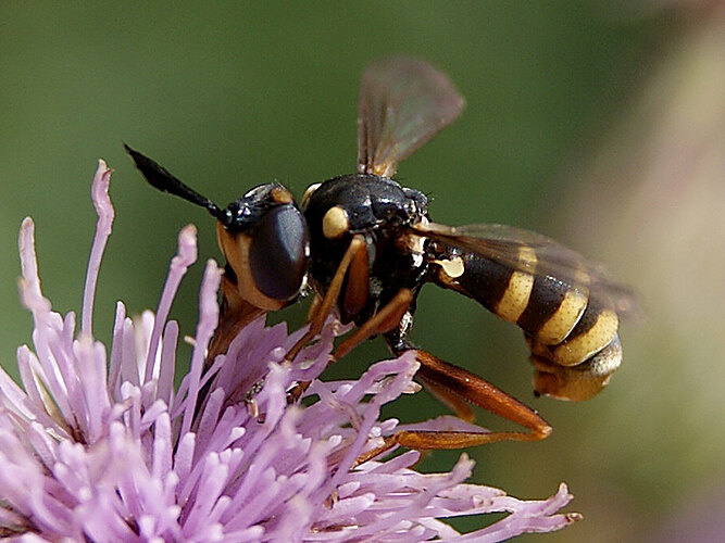 conopsoides