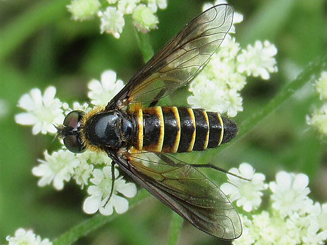 lateralis