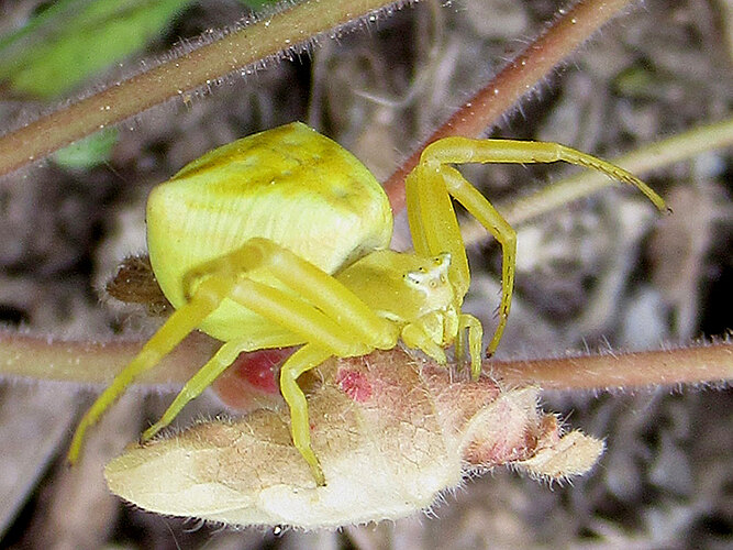 onustus