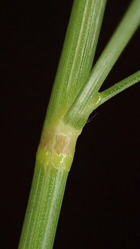 barrelieri