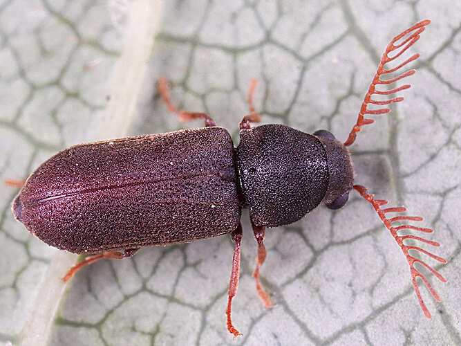 pectinicornis