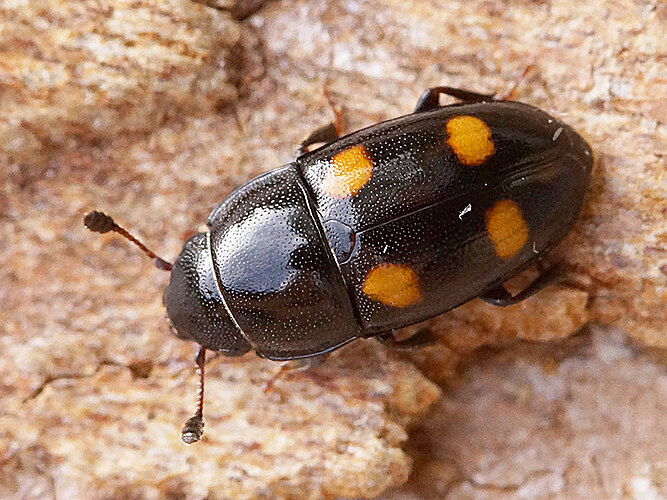 hortensis