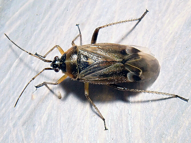 thoracica