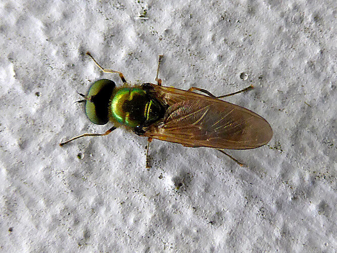 formosa