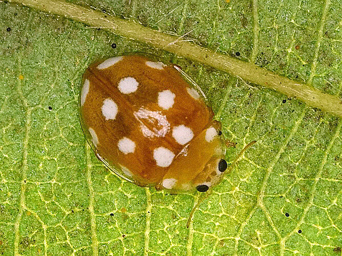 duodecimguttata