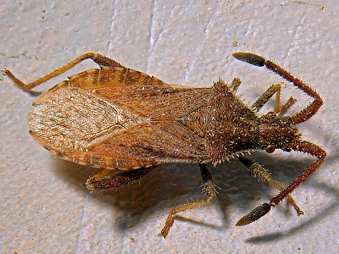 denticulatus