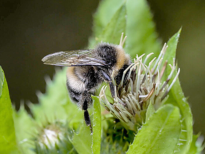 terrestris