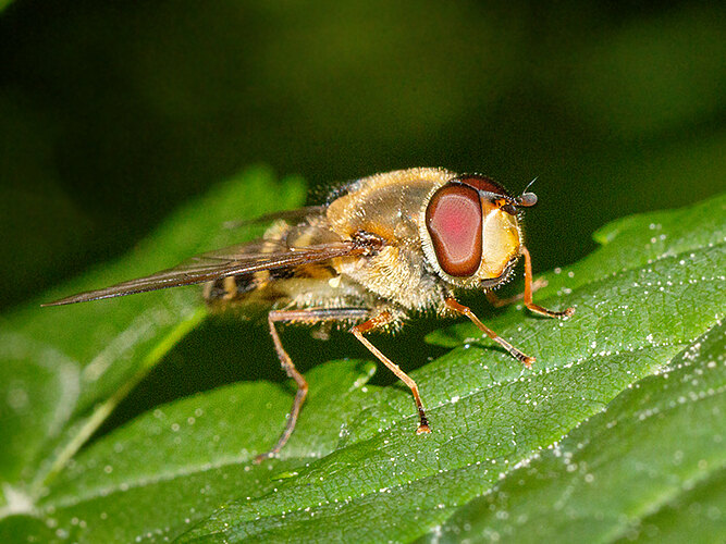 grossulariae