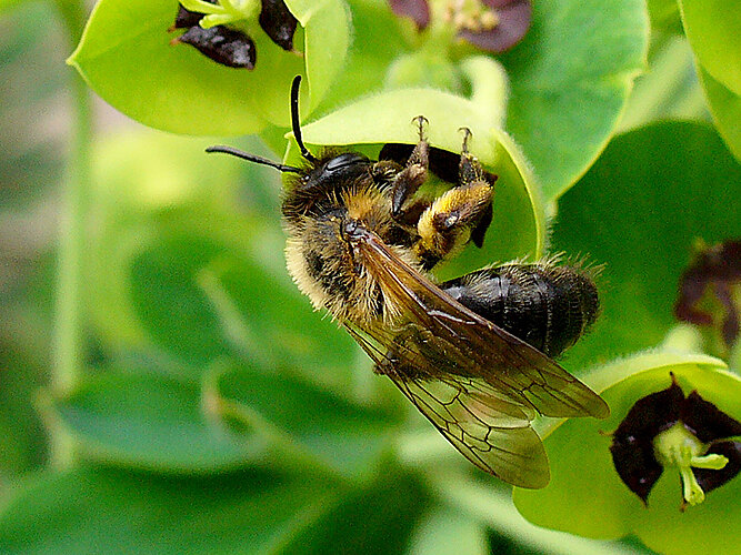 bicolor