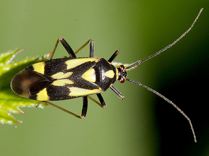 sexguttatus