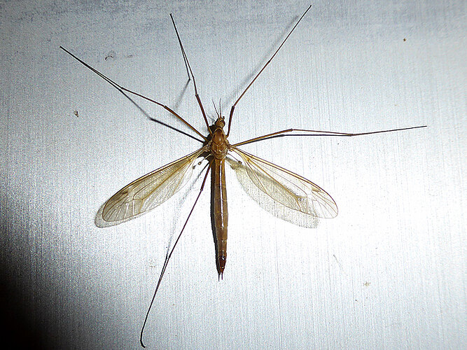 lunata