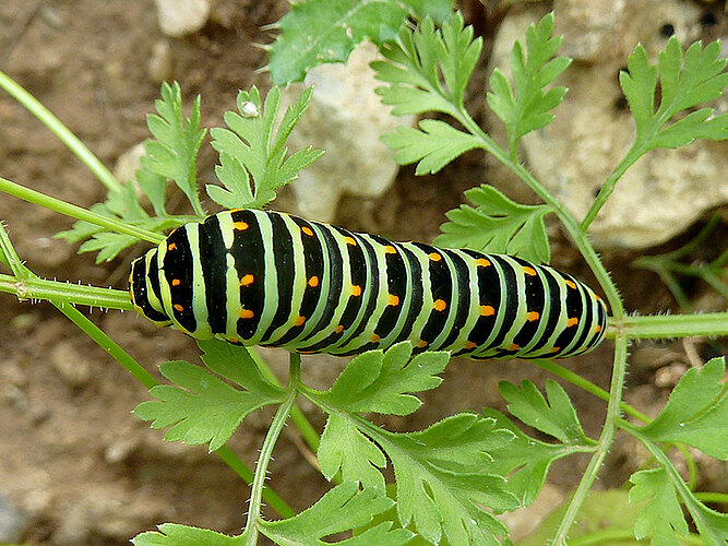 machaon
