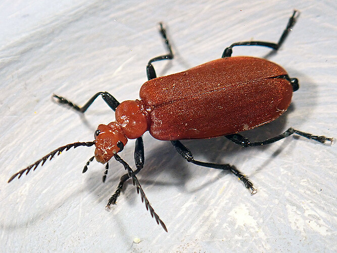 serraticornis
