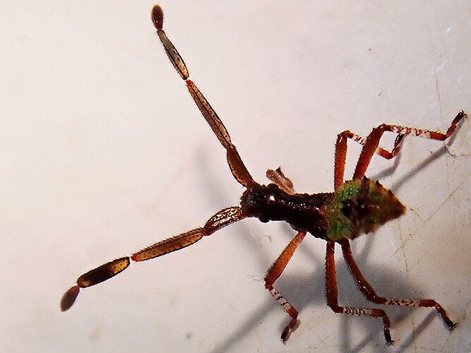 marginatus