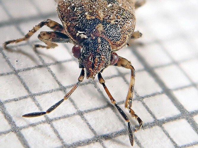 salviae