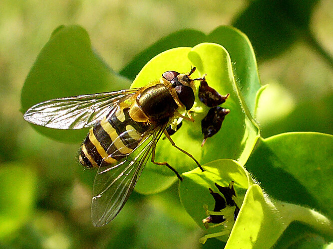 ribesii