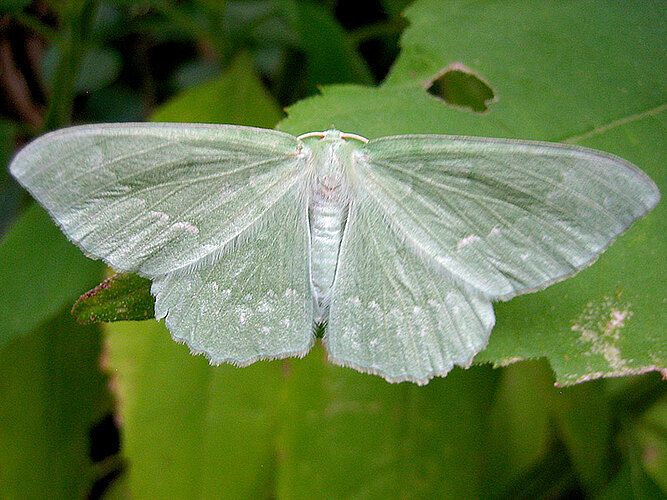 papilionaria